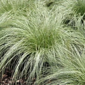 Carex Albula Amason Mist - Sás