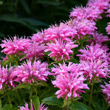 Monarda dydima Balmy Pink - Méhbalzsam