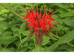 Monarda didyma Red - Méhbalzsam