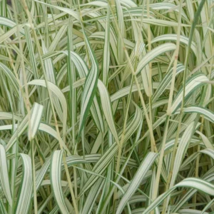 Phalaris  arundinacea Picta - Tarka Pántlikafű