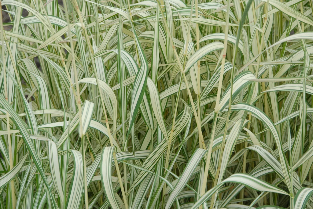 Phalaris arundinacea Picta - Tarka Pántlikafű