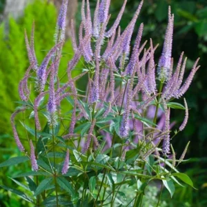Veronicastrum virginicum Fascination - Virginiai Veronika
