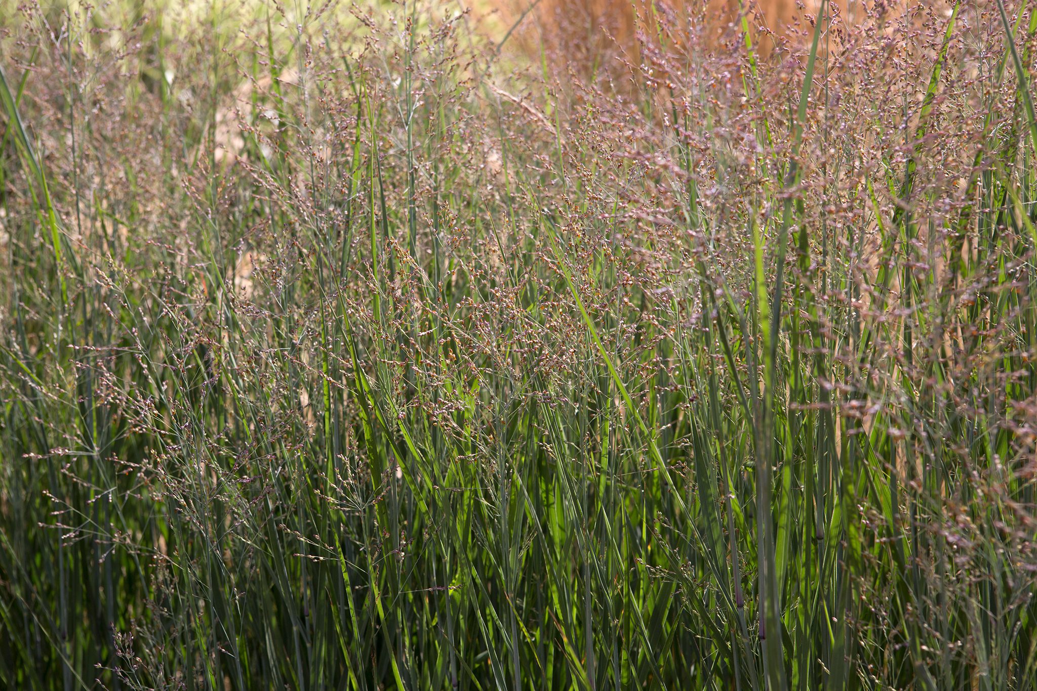 Panicum virgatum Heavy Metal - Vesszős köles