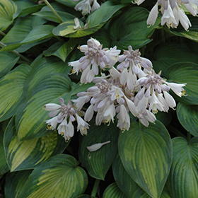Hosta June - Árnyékliliom