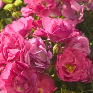 Rosa The Fairy Rood  - Talajtakaró rózsa