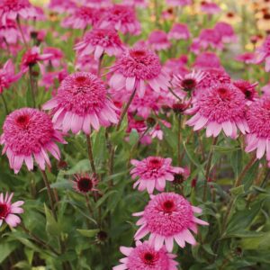 Echinacea Hybrida Summer Candy - Hibrid Kasvirág
