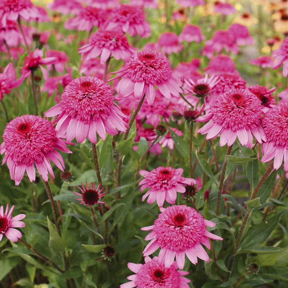 Echinacea Hybrida Summer Candy - Hibrid Kasvirág