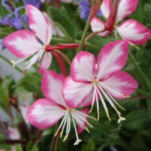 Gaura lindheimeri Rosy Jane - Díszgyertya