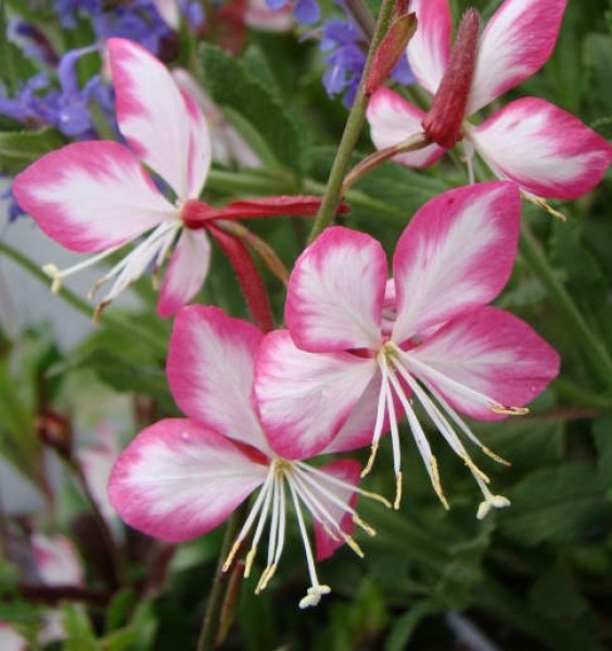 Gaura lindheimeri Rosy Jane - Díszgyertya
