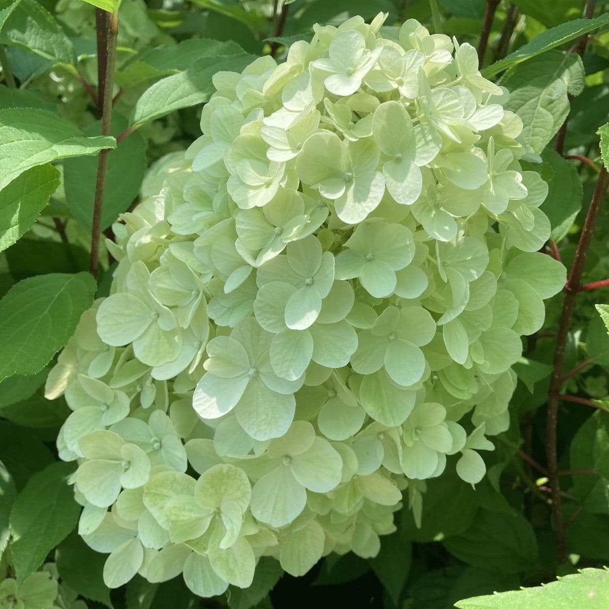 Hydrangea paniculata Hercules- Bugás Hortenzia