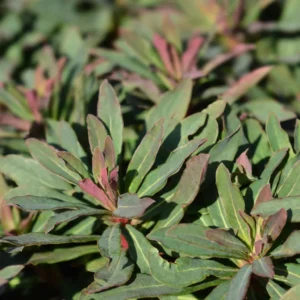 Euphorbia amygladoides Purpurea - Bíborlevelű Kutyatej