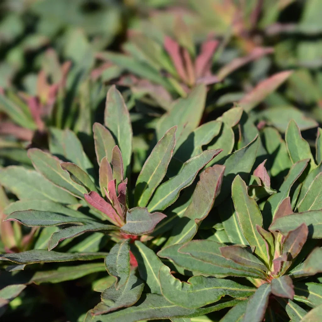 Euphorbia amygladoides Purpurea - Bíborlevelű Kutyatej