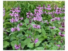 Stachys grandiflora Superba - Nagyvirágú tisztesfű