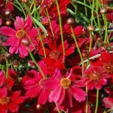 Coreopsis verticillata Twinklebells Purple - Menyecskeszem