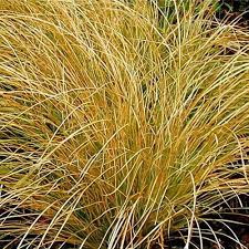 Carex testacea Prairie Fire - Narancsos sás
