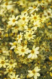 Coreopsis Moonbeam - Menyecskeszem