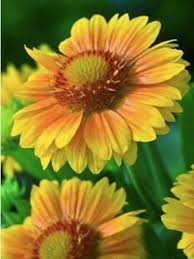 Gaillardia African Sunset - Kokárdavirág