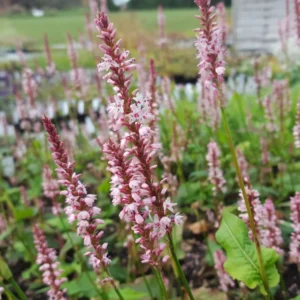Persicaria amplexicaulis Rose- Keserűfű