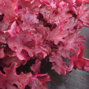 Heuchera Carnival Burgundy Blast – Tűzeső
