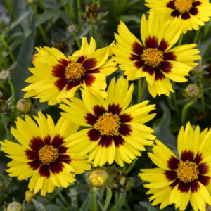 Coreopsis Grandiflora Sunkiss Yellow Red- Menyecskeszem