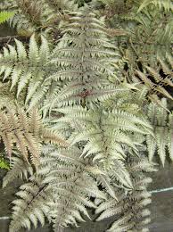 Athyrium Metalicum - Japán Hölgypáfrány