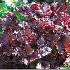 Heuchera americana Melting Fire – Tűzeső