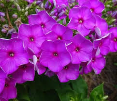 Phlox paniculata Ka-Pow Purple - Bugás Lángvirág