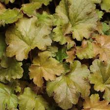 Heuchera Caffee Bean – Tűzeső