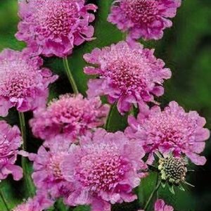 Scabiosa columbaria Atlanta Dark Pink - Ördögszem