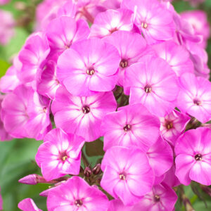 Phlox pan. light Purple - Bugás Lángvirág