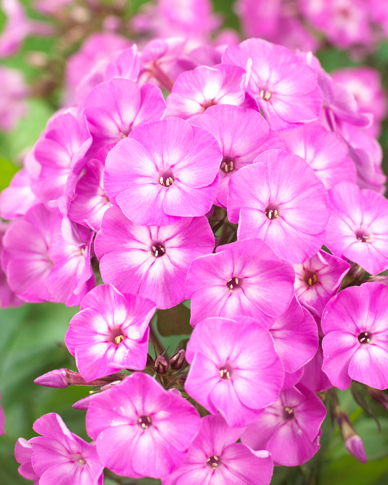 Phlox pan. light Purple - Bugás Lángvirág