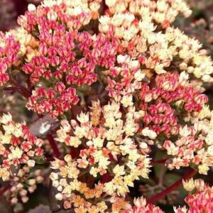 Sedum telephium Peach Pearl - Varjúháj