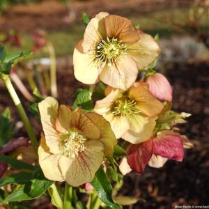 Helleborus or. Single Apricot Picote - Keleti Hunyor