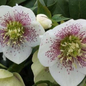 Helleborus or. Single White Spotted - Keleti Hunyor