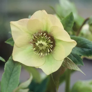Helleborus or. Single Yellow - Keleti Hunyor
