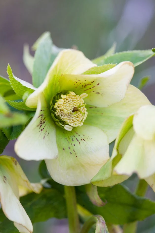 Helleborus or. Yellow Lady - Keleti Hunyor