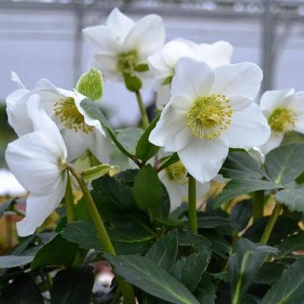 Helleborus Niger Winterfall- Fekete Hunyor