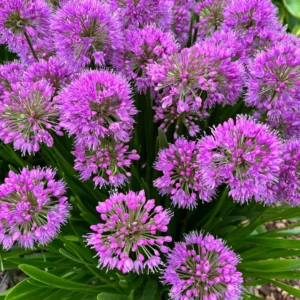 Allium Millenium - Díszhagyma