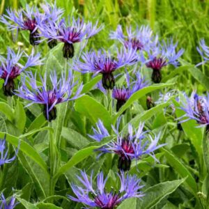 Centaurea montana - Hegyi Imola