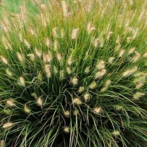 Pennisetum alopecuroides 'Little Bunny' - Tollborzfű