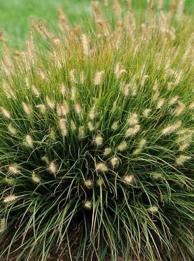 Pennisetum alopecuroides 'Little Bunny' - Tollborzfű