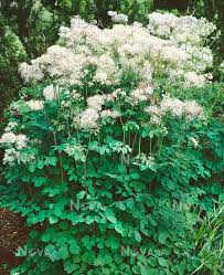 Thalictrum aquilegiifolium Album - Erdei borkóró