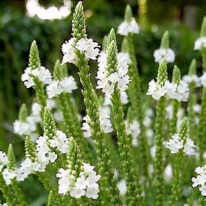 Verbena hastata White - Fehér Lándzsa levelű Verbena