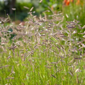 Bouteloua gracilis - Szunyogfű