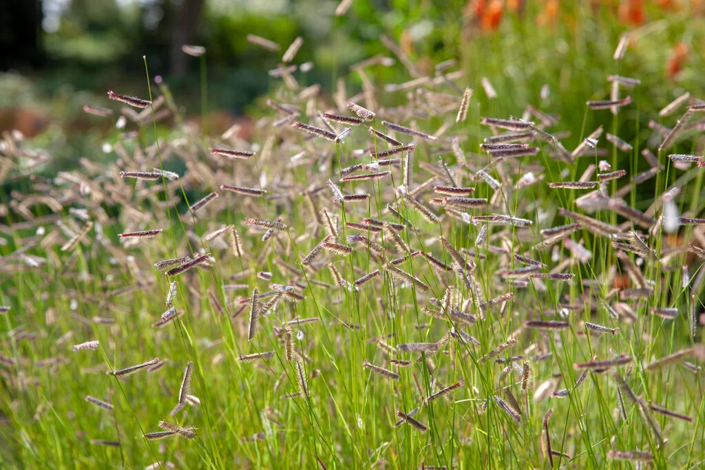 Bouteloua gracilis - Szunyogfű