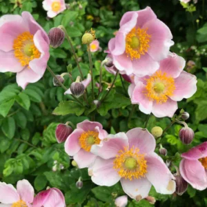Anemone hupehensis Rose Shades - Őszi Szellőrózsa