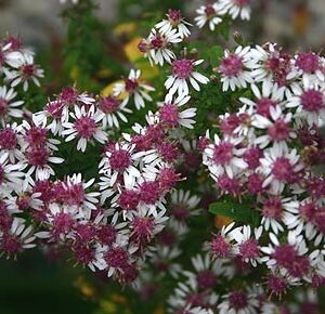 Aster laterifolius Prince - Őszirózsa