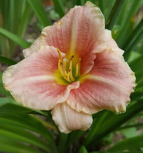 Hemerocallis Little Anna Rosa-Sásliliom