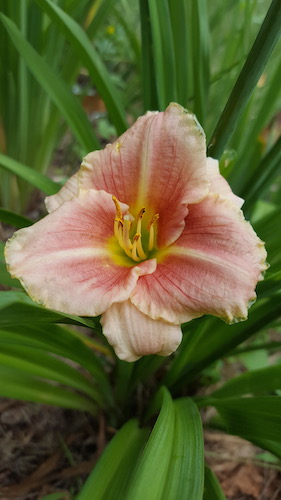 Hemerocallis Little Anna Rosa-Sásliliom