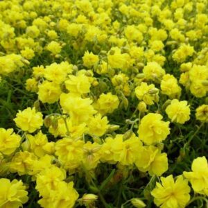 Helianthemum hybr.  Sulphureum Plenum - Napvirág(csak rendelésre)